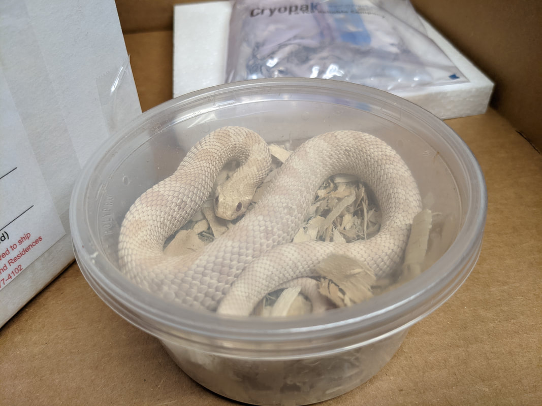 Deli Cups for sale at  to ship your reptiles